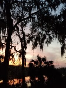 Estero Real Estate